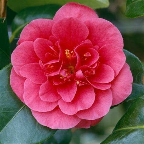 Buy Camellia Delivery By Waitrose Garden