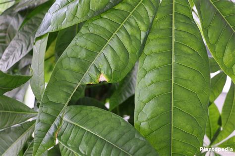 Money tree leaves turning yellow with brown spots. Braided Money tree, Pachira aquatica - How to care - Plantopedia
