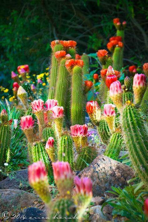 Tucson Az Usa Plants Cactus Tucson
