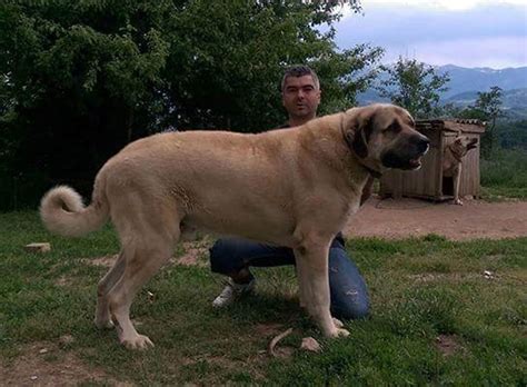 Kangal Dog Breed Information 50 Hd Pictures All About Dogs
