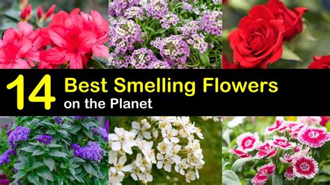 Best Smelling Flowers In The World 20 Best Beautiful Fragrant Flowers