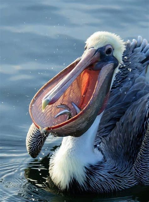 Pelican Catching Fish Beautiful Birds Animals Beautiful Pet Birds