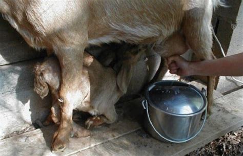 Susu kambing mendapat tempat dihati ibu mengandung di malaysia memandangkan ia adalah salah satu daripada makanan yang mendapat label makanan susu kambing sememangnya kaya dengan 1001 kebaikan dan sesuai untuk dimalkan oleh semua lapisan umur, terutamanya bagi ibu yang. 10 Manfaat Susu Kambing untuk Kesehatan