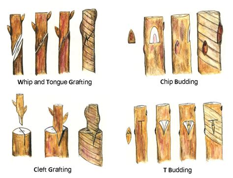 Principlestech Of Grafting Sustainable Agriculture