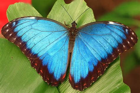Morpho Peleides ~ Blue Morpho Butterfly One Of Many Beauti Flickr