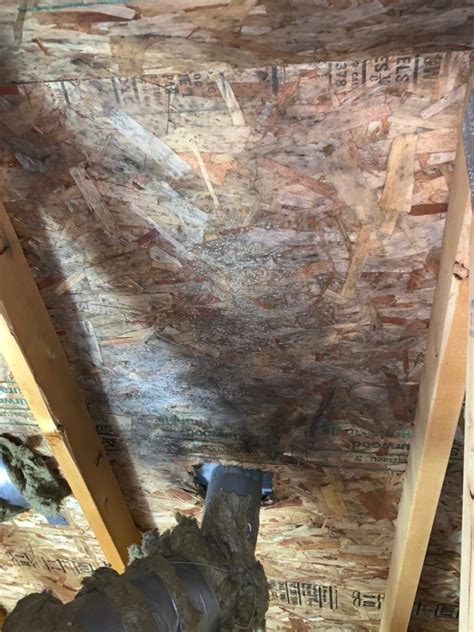 Attic Mold Removal Seattle Mold Solutions