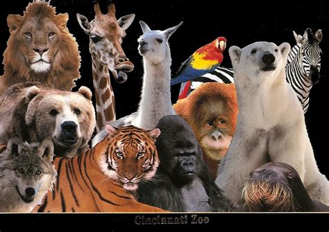 Pictures Of Zoo Animals Zooanimals 6 Free Stock Photo Random Coloring