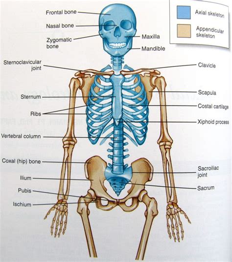 Organs Of Skeletal System And Their Functions New Health Advisor