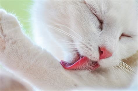 Did You Know That A Cats Tongue Has Tiny Backward Facing Barbs Called