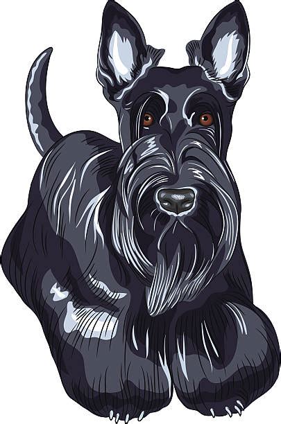 Scottish Terrier Illustrations Royalty Free Vector Graphics And Clip Art