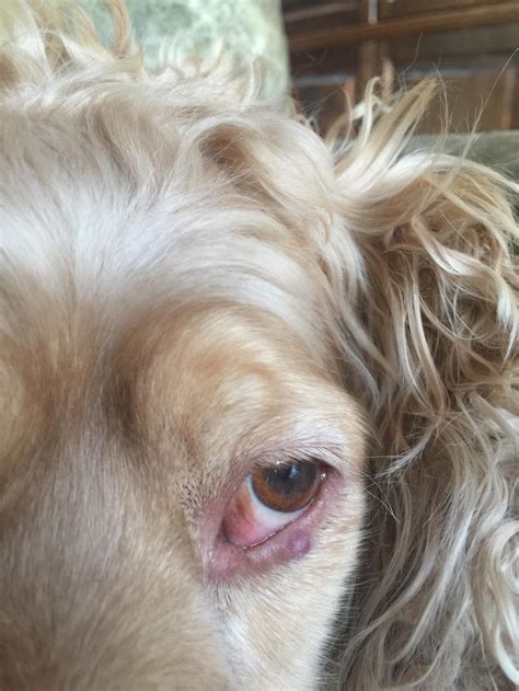 Should I Worry About This Bump On My Dogs Eye Petcoach