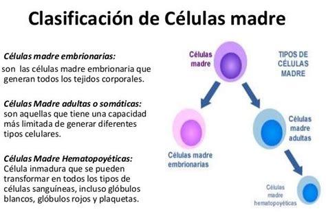 Células Madre Tipos De Células En 2020 Celulas Madre Celulas