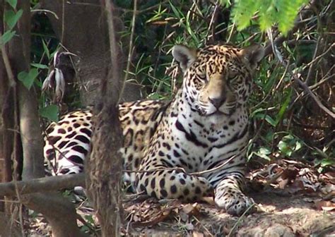 Traveling Naturalist Spotting Wild Jaguars