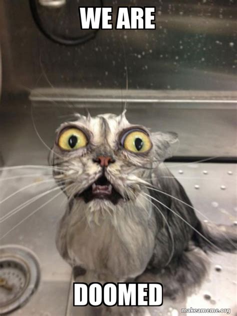 We Are Doomed Cat Bath Make A Meme
