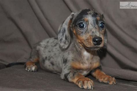 A dachshund can be a good fit for a novice owner as long as they attend obedience and puppy training classes. Dachshund, Mini puppy for sale near Tyler / East TX, Texas ...