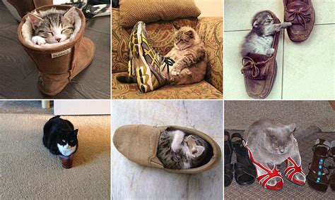 Super Cute Photos That Show All Cats Secretly Want To Be Puss In Boots