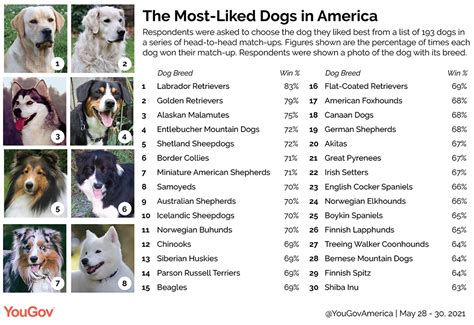 Ranked Americas Favorite Dogs Yougov