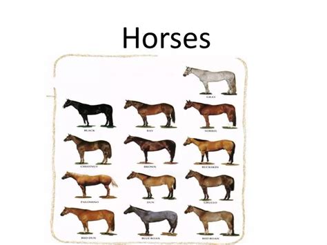 Ppt Horses Powerpoint Presentation Free Download Id2224092