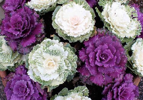 7 Reasons To Plant Ornamental Kale This Winter Sa Garden And Home