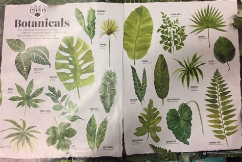 Botanicals Tropical Plants And Names Plants Foliage Plants Zebra Plant