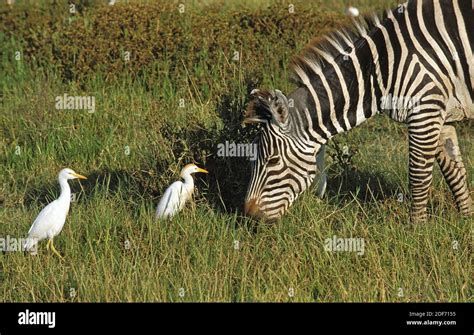 Kenya Africa Cattle Zebra Hi Res Stock Photography And Images Alamy