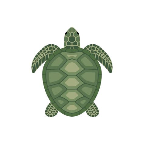 Sea Turtle Shell Clip Art