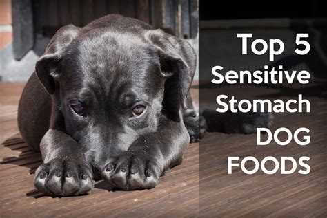 Because they are hybrids, however, they come in many varied shapes and sizes. Discover 5 Sensitive Stomach Foods - Help Your Pup Feel ...
