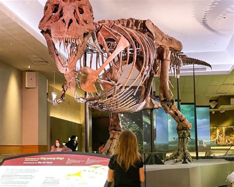 25 Best Dinosaur Museums In Us Marcelrosamund
