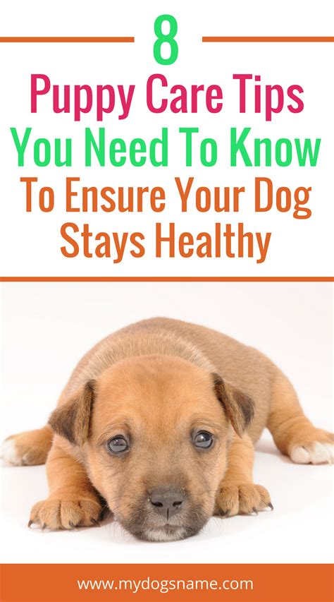 Puppy Care Tips 8 Key Tips To Raising A Happy Healthy Pup Puppy