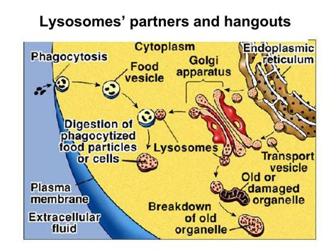 ppt the lysosome and lysosomal storage disorders lsd powerpoint presentation id 9583125