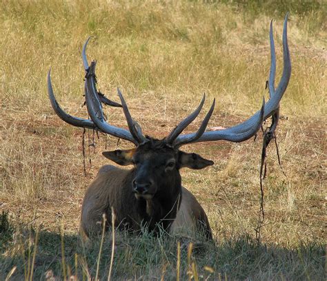 Monster Bull Elk Shedding Its Velvet Ron Flickr