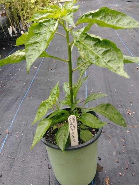 Pepper Datil Plants With A Purpose