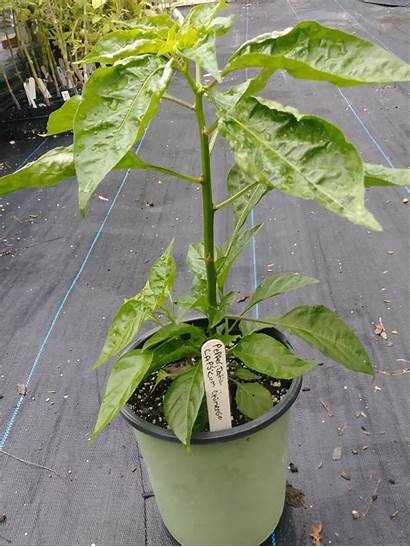 Pepper Datil Plant Plants Potted