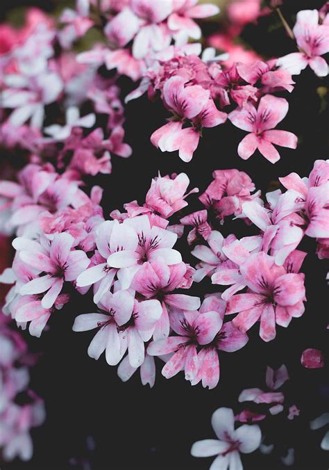 Geranium Flowers Pink Bush Bloom Hd Phone Wallpaper Peakpx