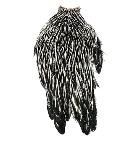 Whiting American Black Laced Hen Cape In White