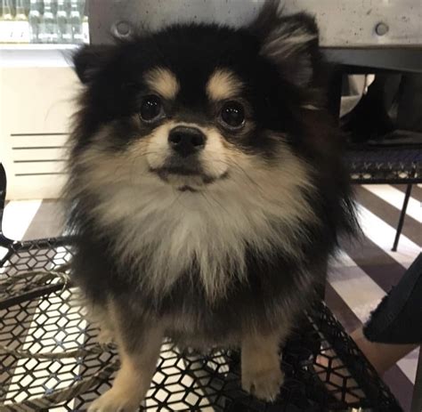 Good looks, a great personality, enjoys this stunning pomeranian puppy will make a fabulous family pet! Pomeranian Puppies For Sale | Fleetwood, NC #319743