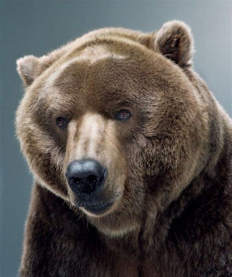 Portraits Of Bears By Jill Greenberg 32 Photos