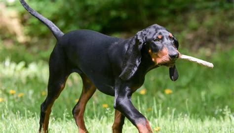 Black And Tan Coonhound Dog Breed Info Guide And Care