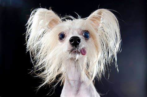Sophie Gamands Prophecy Series Looks At Hairless Dogs Photos Image