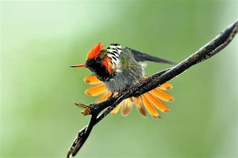 10 Most Beautiful Birds In The World Learnodo Newtonic