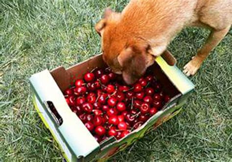 Can Dogs Eat Cherries A Tasty Treat But Is It Safe For Dogs