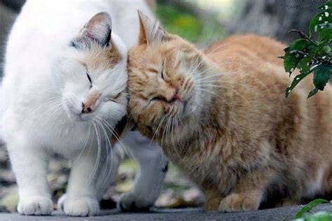 Want to help support us. 9 Cool Cat Facts We Bet You Didn't Know - The Purrington Post