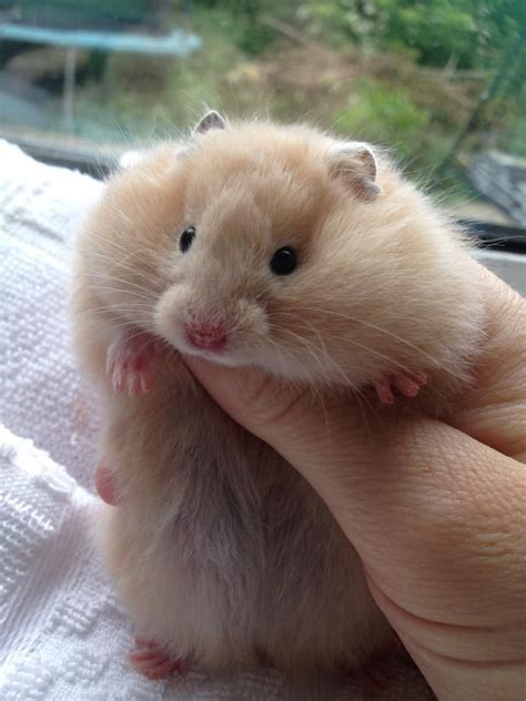 All About The Syrian Hamster Aka Golden Teddy Bear Hamster How