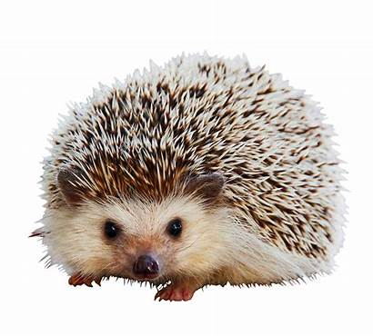 Hedgehog Clipart Animal African Pygmy Transparent Cut