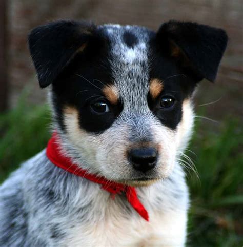 Pictures Of Blue Heelers Beautiful Images Of Australian