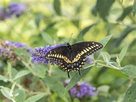 Eastern Tiger Swallowtail Papilio Glaucus Stock Image Everypixel