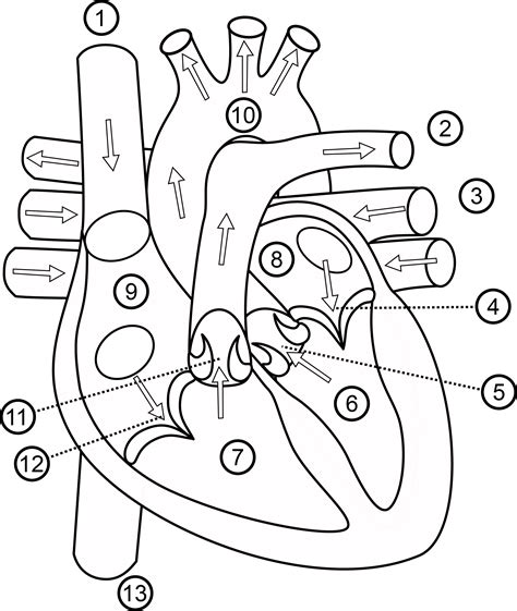 Anatomical Heart Outline Tattoo Sketch Coloring Page