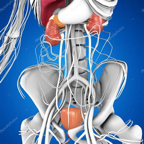Human Kidneys Anatomy Stock Photo By ©sciencepics 75128489