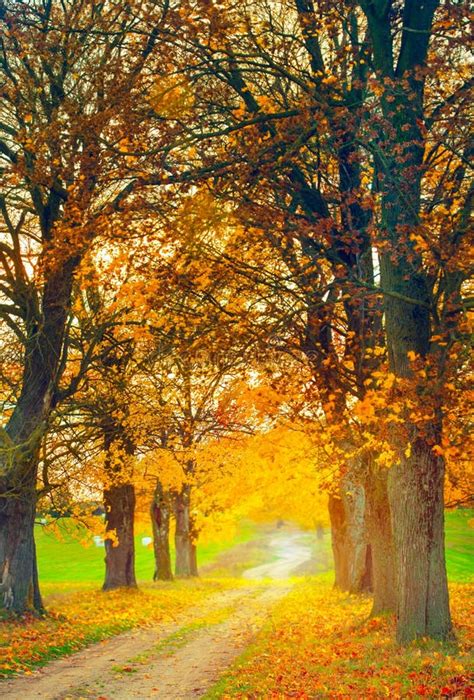 Autumn Alley Stock Image Image Of Road Countryside Yellow 1433603