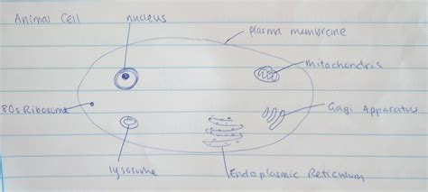 Nature of science the virtual microscope will help you to learn a lot about the cellular ultrastructure and structures. Tiffany's Biology Blog: Draw a diagram of the ...